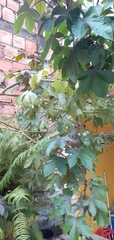 Jatropha gossypiifolia