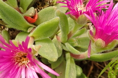 Delosperma sutherlandii