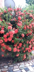 Ixora