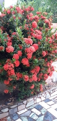 Ixora