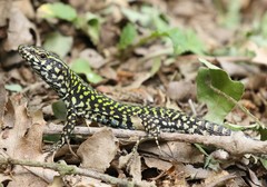 Podarcis muralis nigriventris