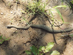 Thamnophis unilabialis