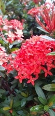Ixora
