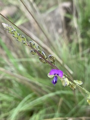 Polygala producta