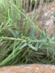 Polygala producta