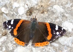 Vanessa atalanta atalanta