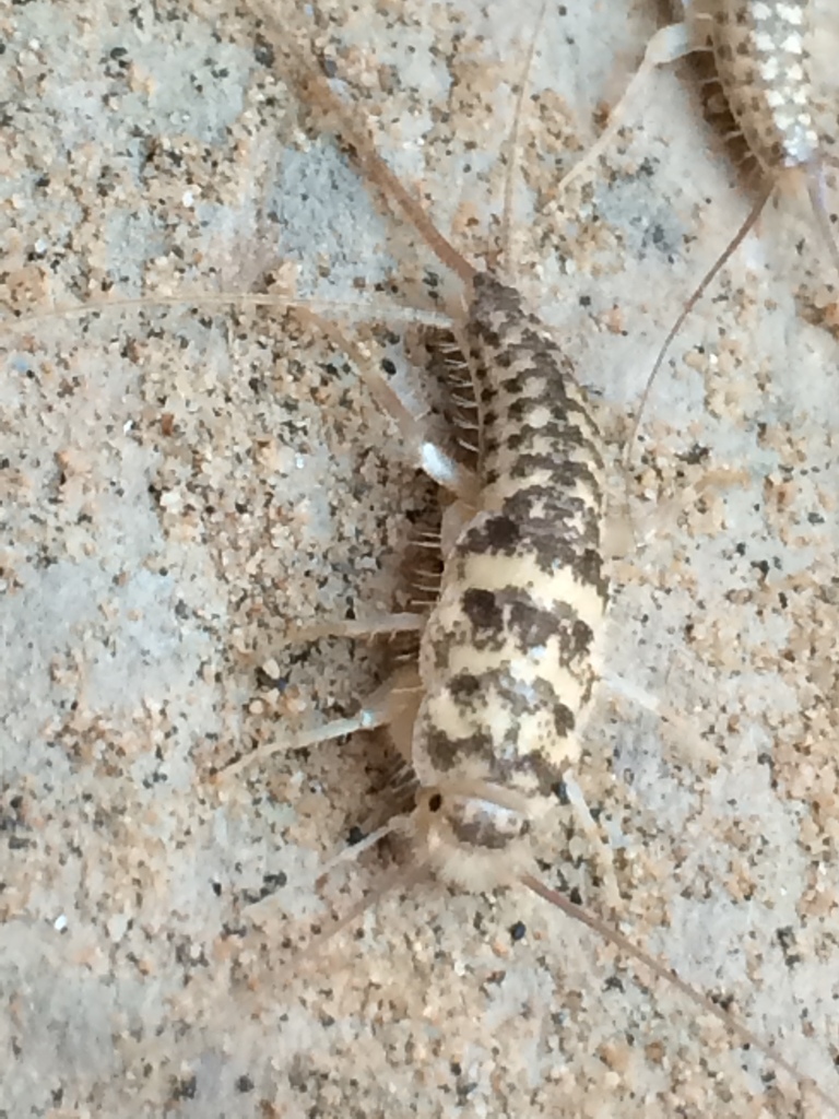 Leucolepisma arenaria