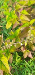 Angiospermae