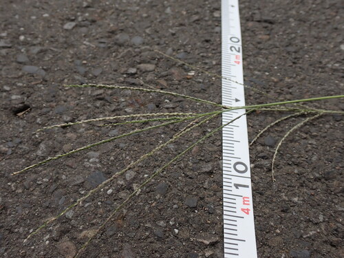 Violet Crabgrass (Digitaria violascens)