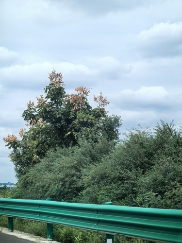 Chinese flame tree