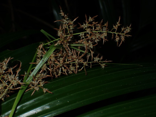 Cross Sedge (Carex cruciata)