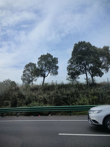Camphor