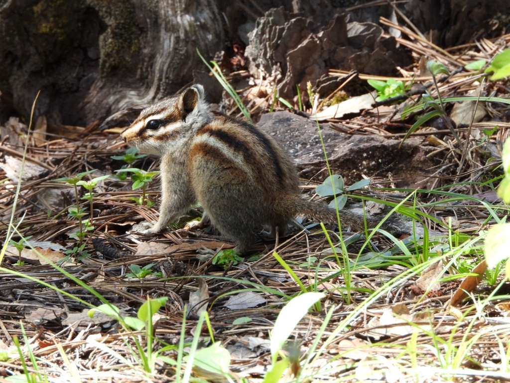 Durango Chipmunk