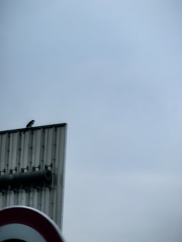Oriental Magpie