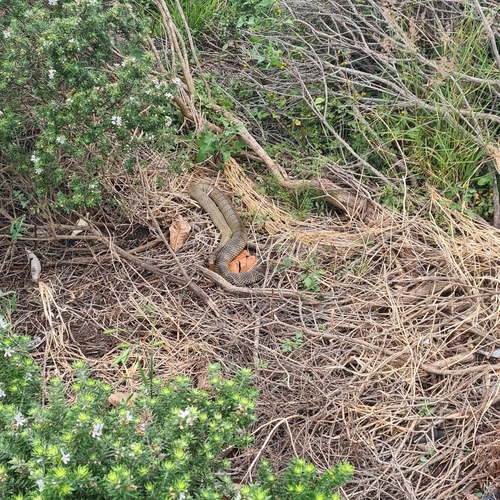 Eastern Brown Snake sighting