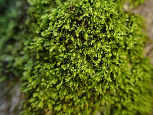 Haplohymenium pseudotriste observed 2025-09-03