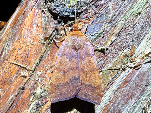 Footpath Sallow photo 2