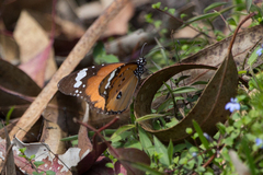 Danaus chrysippus