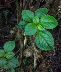 Pilea elliptica