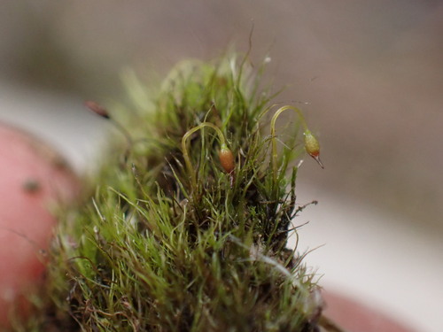 Campylopodium capillaceum observed 2025-09-15