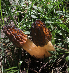 Morchella brunnea