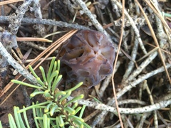 Morchella brunnea