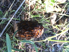 Morchella brunnea