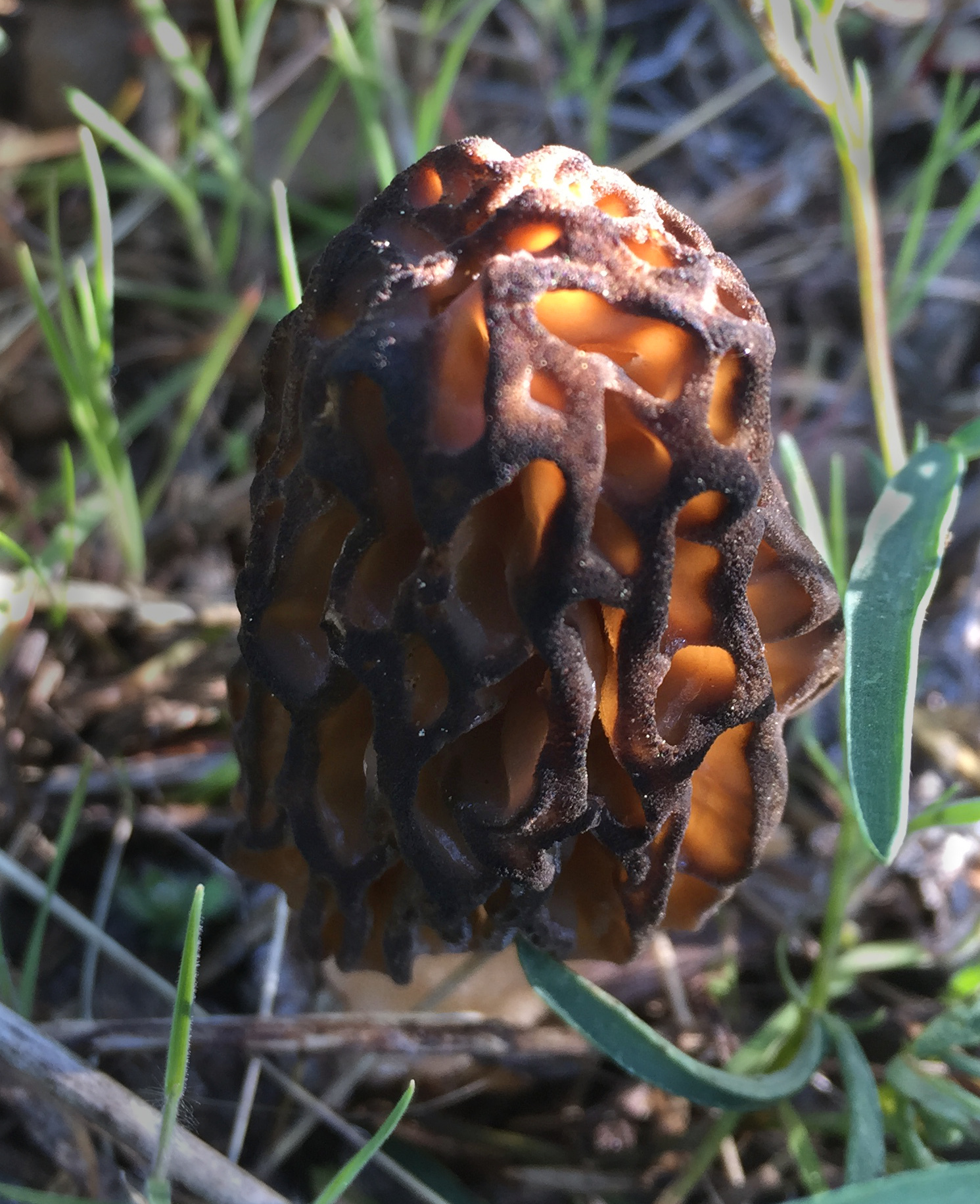 Morchella brunnea image