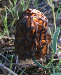 Morchella brunnea