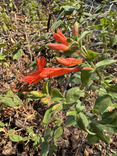 California fuchsia