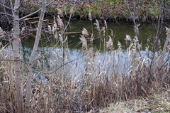 Phragmites australis