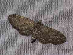 Eupithecia annulata