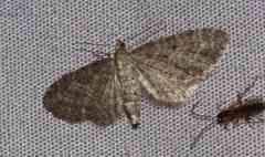 Eupithecia tripunctaria
