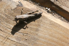 Melanoplus plebejus