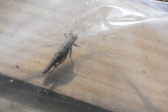 Melanoplus plebejus