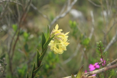 Epidendrum zipaquiranum