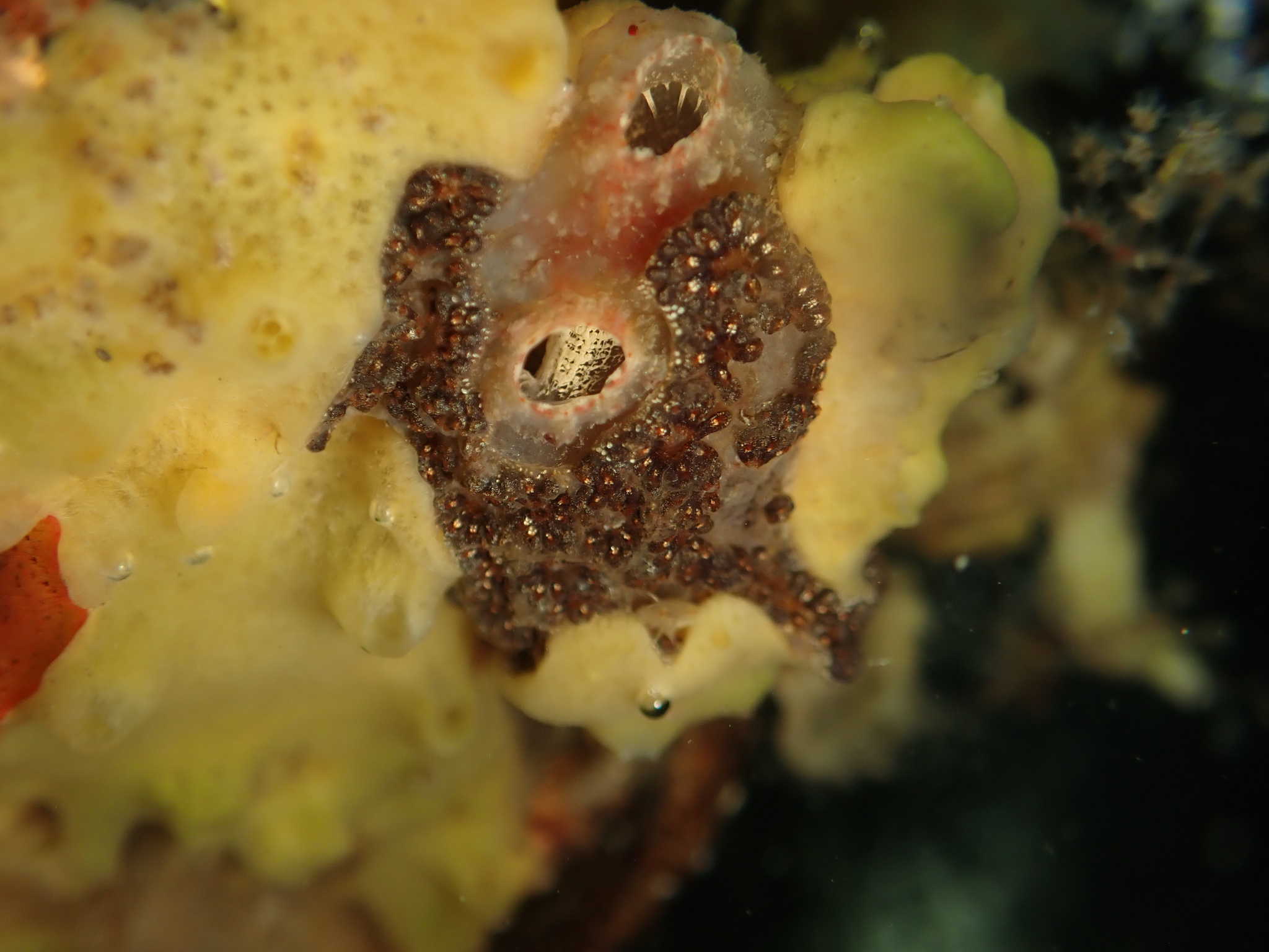 Ascidiella aspersa (Müller, 1776)