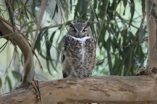 View observation of {o.common_name} on iNaturalist