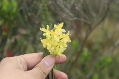 Epidendrum zipaquiranum