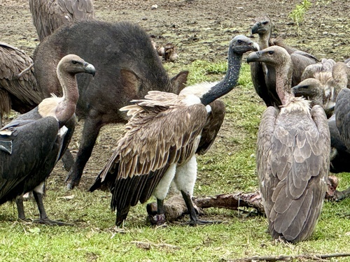 Slender-billed Vulture (Gyps tenuirostris), photo 4