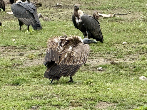 Slender-billed Vulture (Gyps tenuirostris), photo 5