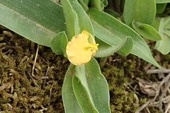 Commelina africana krebsiana