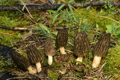 Morchella brunnea