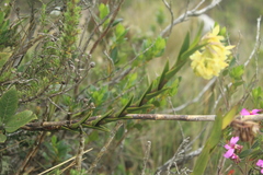 Epidendrum zipaquiranum