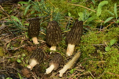Morchella brunnea