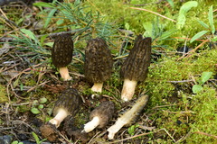 Morchella brunnea