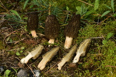 Morchella brunnea