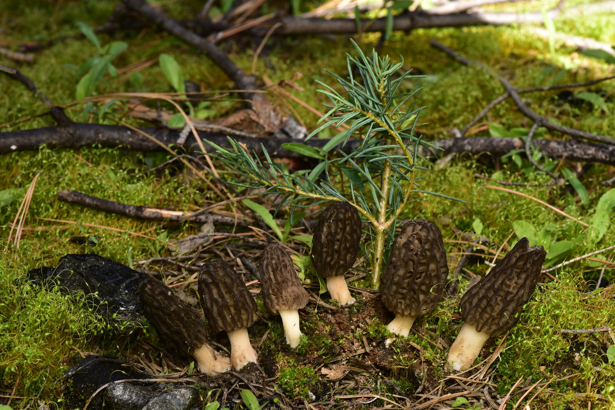 Morchella brunnea image