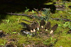 Morchella brunnea