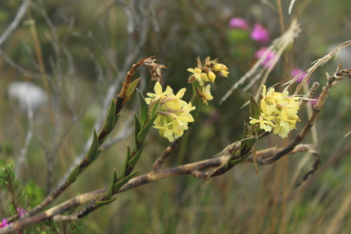Image of Epidendrum zipaquiranum by (c) Andrés Ramírez-Barrera, some rights reserved (CC BY)